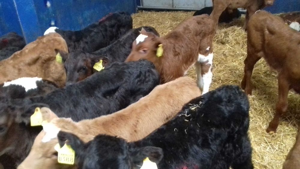 Cielaki MM, MS, SM, byczki, jałówki, jałówki i byczki HF RW, dowóz