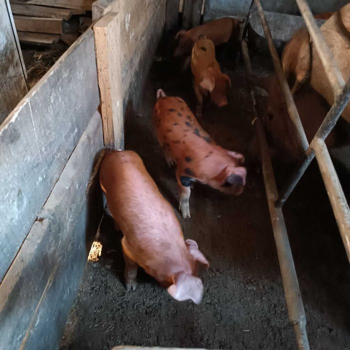 Поросята породи Кантор