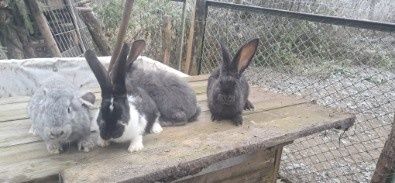 Sprzedam  srokacze i mieszańce