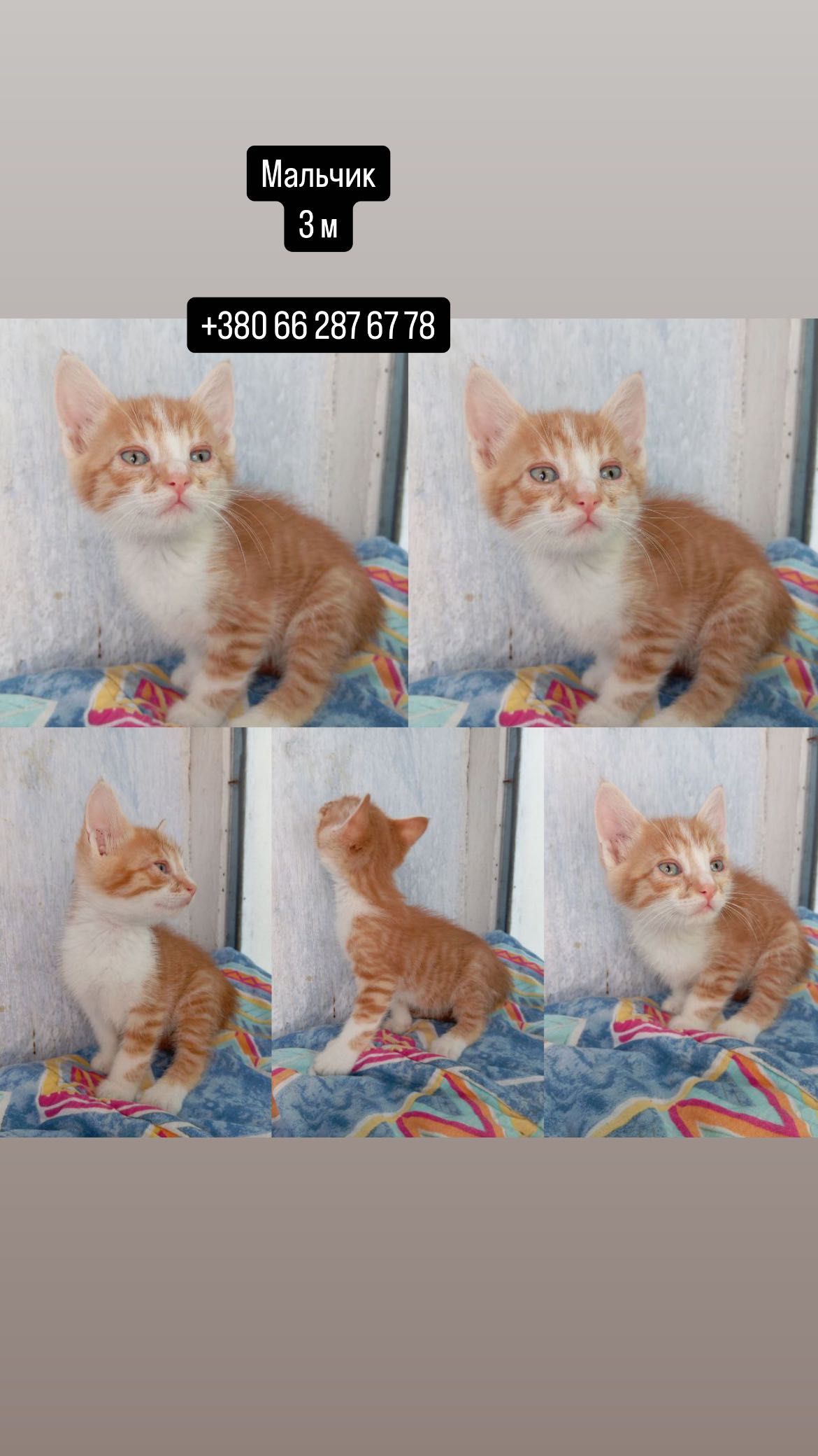 Срочно заберите котенка, пожалуйста