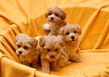 Maltipoo piesek, pudel toy-maltańczyk badania genetyczne