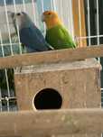 Casal de Rosicollis