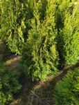 Thuja tuja smaragd (nie brabant) 80 - 100cm TANIO 12zł Szkółka