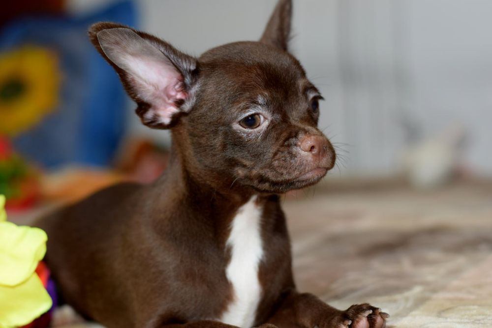 Мальчик чихуахуа