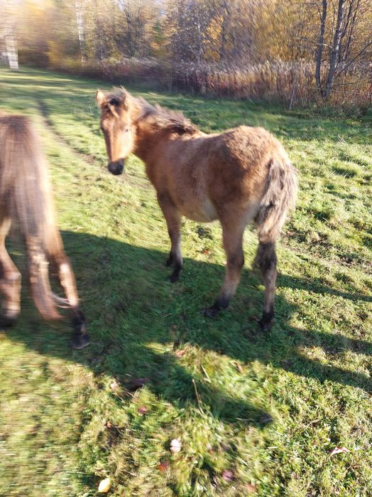 Klacz odsadek urodzona 02.05.2025