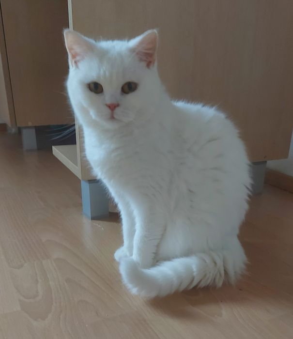 Kotka brytyjska Cleo