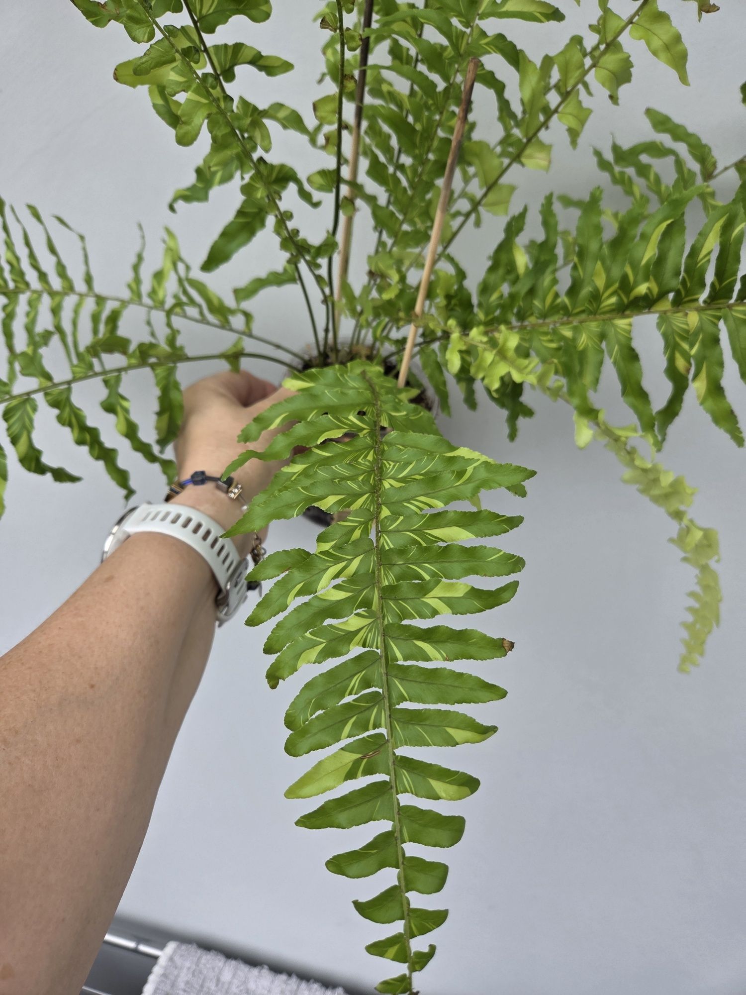 Paproć Variegata