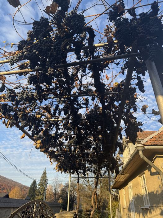 Виноград - віддам безкоштовно