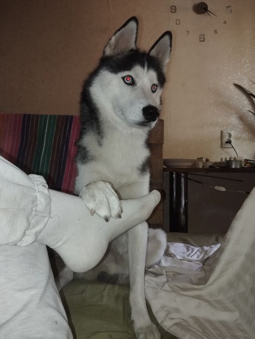 ВЯЗКА! Мальчик хаски