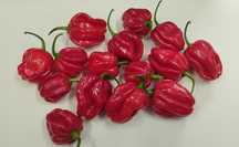 Papryczki Habanero Red świeże z wlasnej uprawy papryka chili chilli