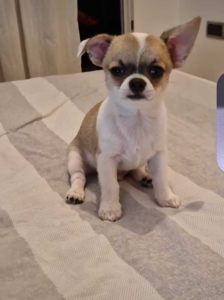 Chihuahua macho cor creme , mini