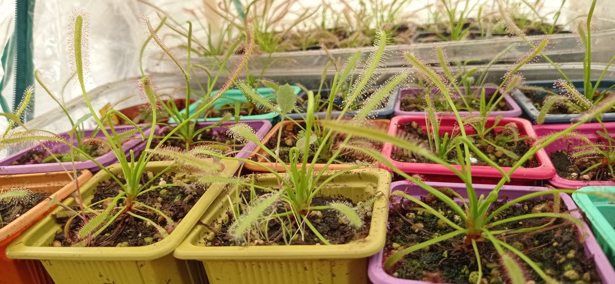 Plantas Carnívoras