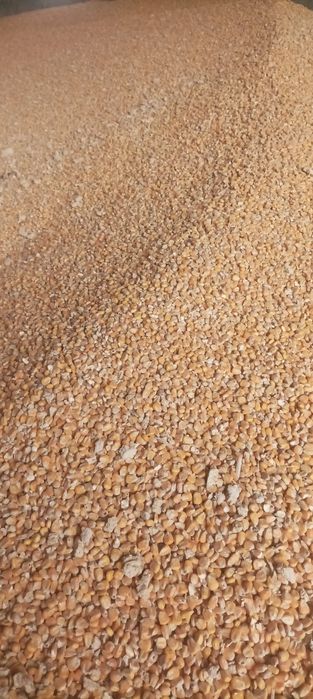 Kukurydza sucha ziarno