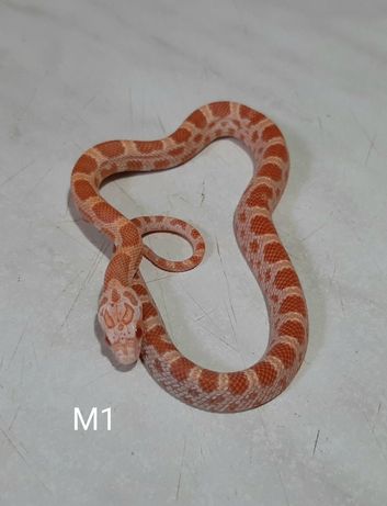 Wąż zbożowy młody 35 cm amel sunkissed