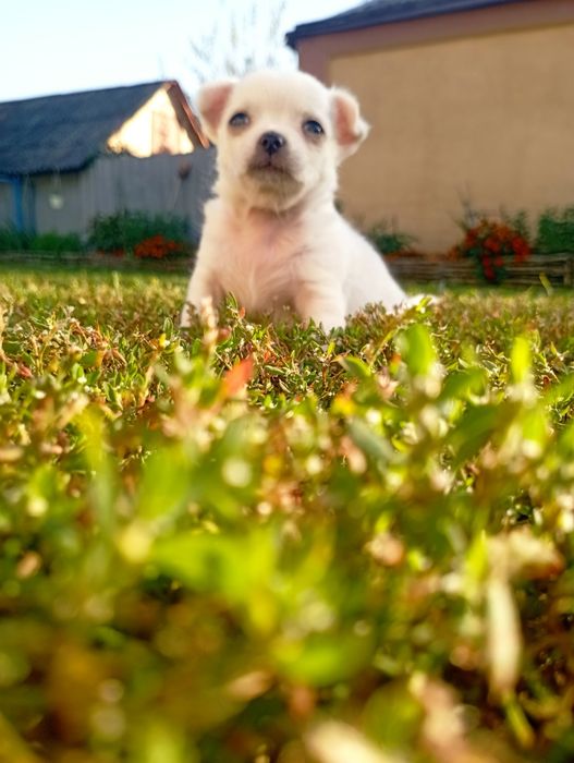 Щенки чихуахуа, мини