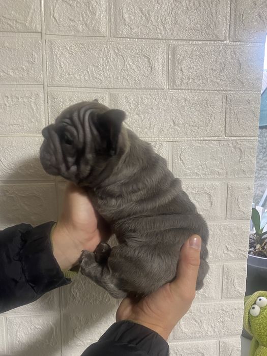 Французький бульдог міні Біг Роб