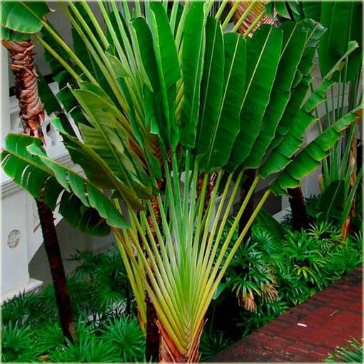 Ravenala Madagascariensis - drzewo podróżnika -Pielgrzan madagaskarski