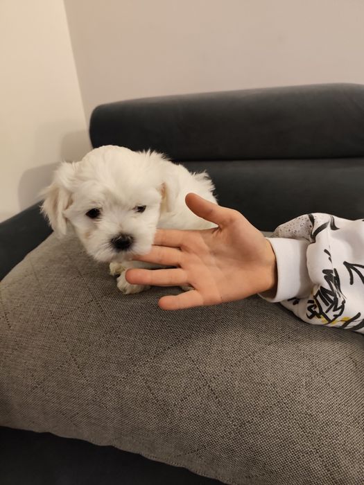 Śluczny Maltańczyk :)