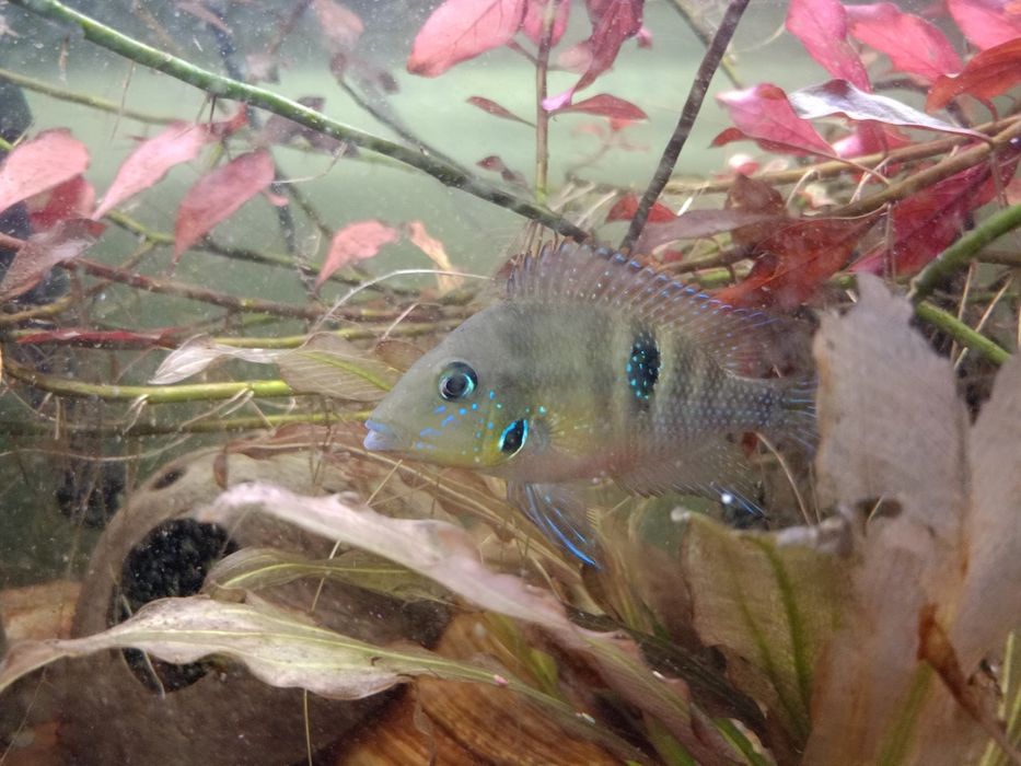 Pielęgnica meeka samiec