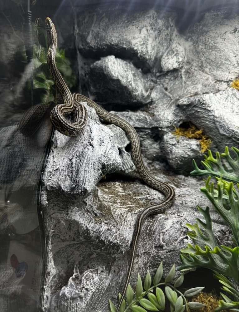 Wąż zbozowy samica