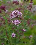 Oregano lebiodka sadzonka