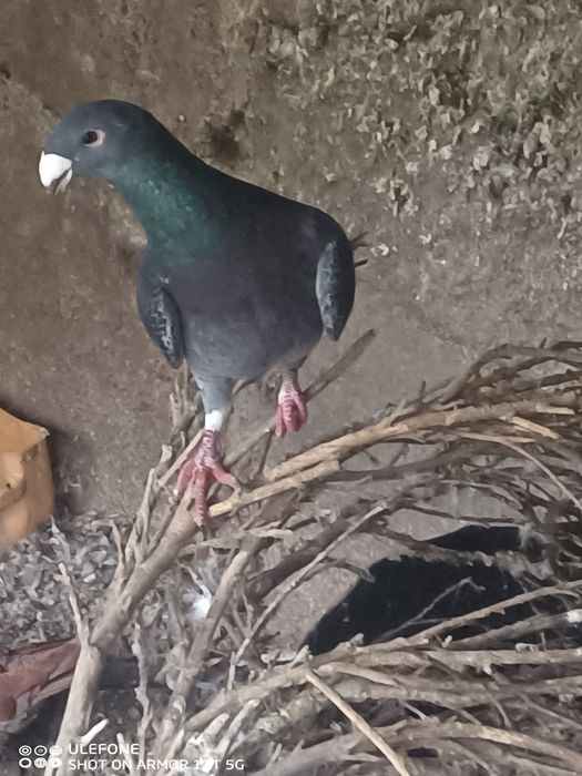 Pombos correio beleza Alemão