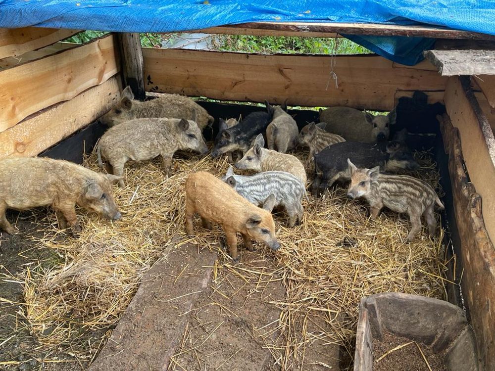 Свиня породи Угорська Мангалиця чистокровна