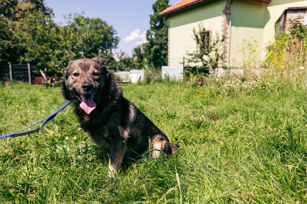 Віддам в добрі руки чудового собаку