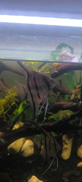 Escalar 15cm red back manacapuru