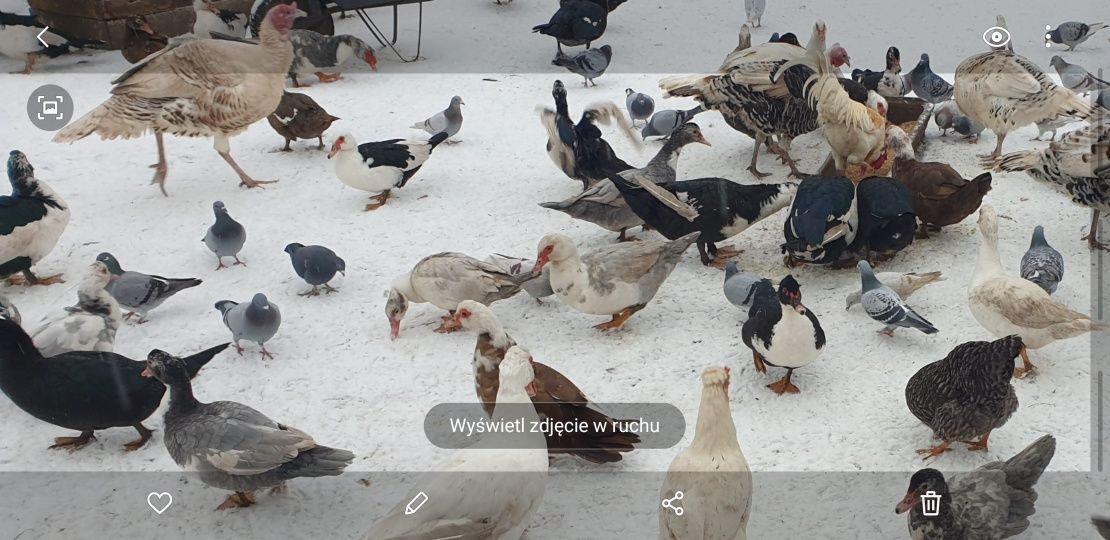 Kaczki kaczory francuskie piżmowe z wolnego wybiegu