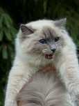Kocur ragdoll kot do hodowli JIMMY