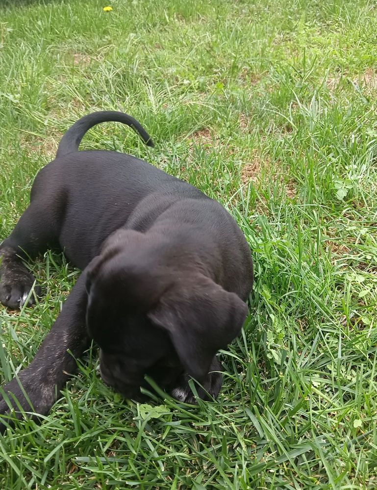 Cane Corso preto femea