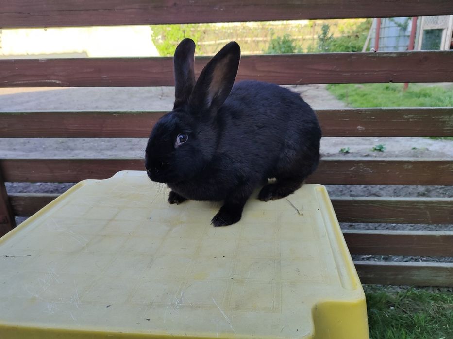 Królik Srokacz niemiecki