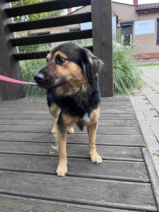 Kaprys pilnie szuka Domu