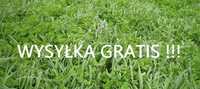 Mieszanka traw łąkowych nasiona paszowe dobra cena wysyłka gratis!