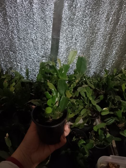 Продам рождественник