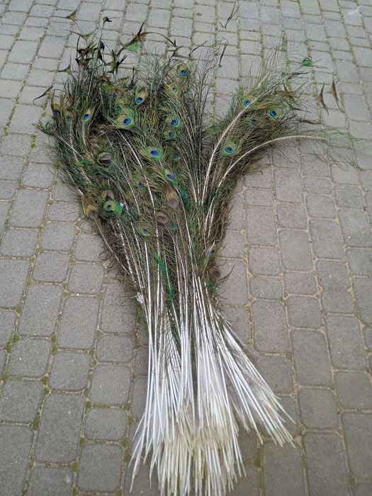 Pióra pawie dużo