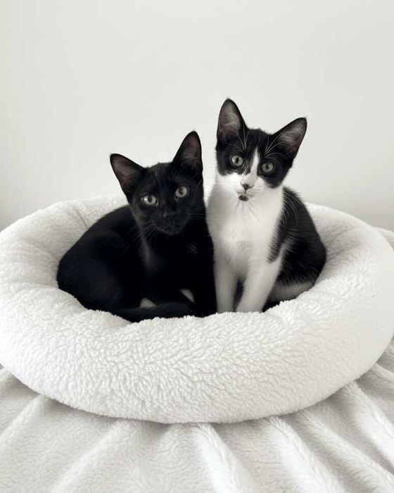 Setúbal / Margem Sul / Lisboa — RYDER e SABER, gatinhos para adoção