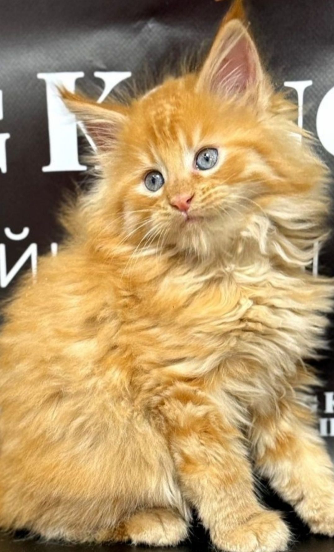 Maine Coon magnificos