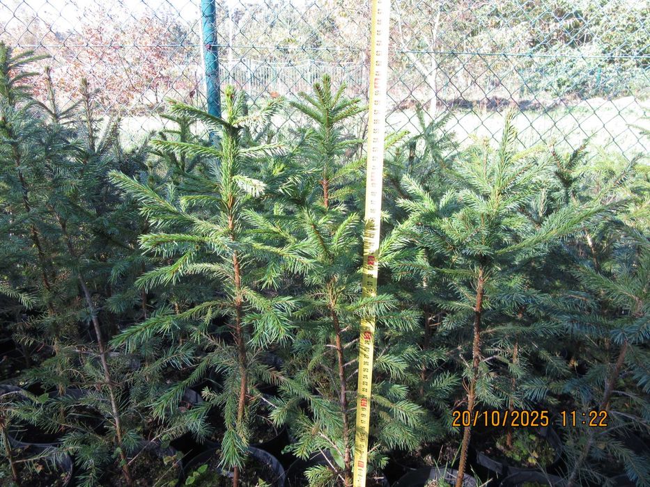 Sosna himalajska rumelijska sadzonki PASZPORT