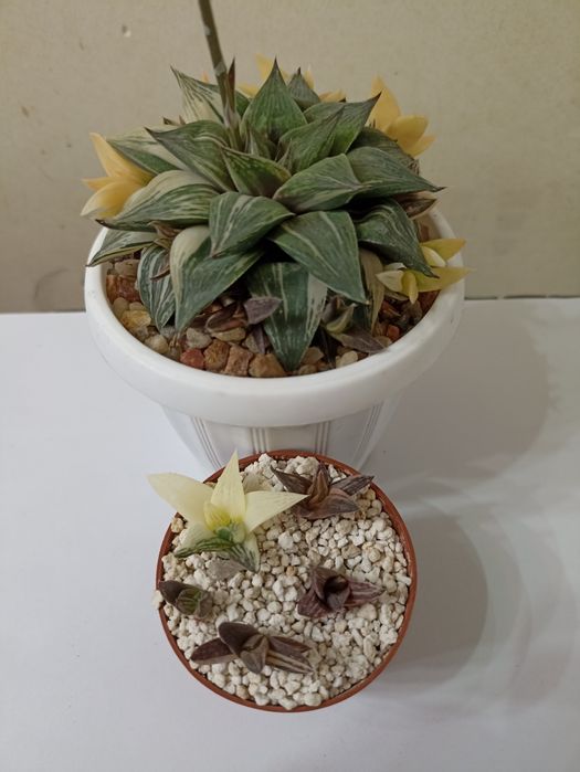 Haworthia cuspidata Variegata