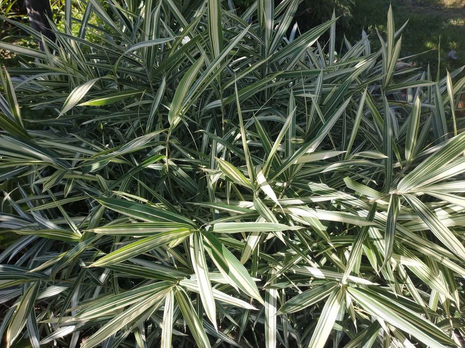 Bambus variegata karłowy. Bambus Pleoblastus Fortunei. Roślina .