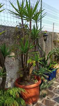 Yuca planta natural para jardim