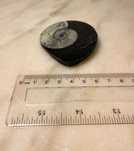 Fossil de Amonite