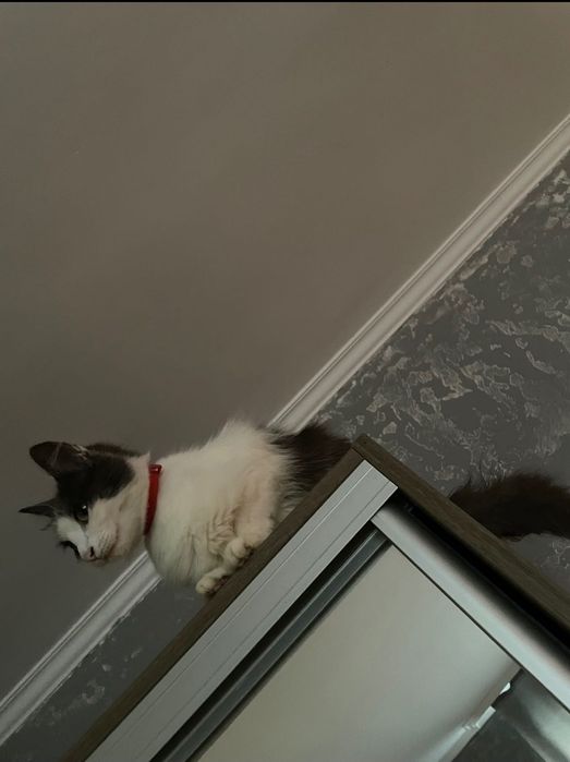 Безкоштовно віддам кішку