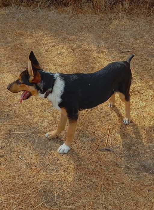 Cachorra para adopção responsável