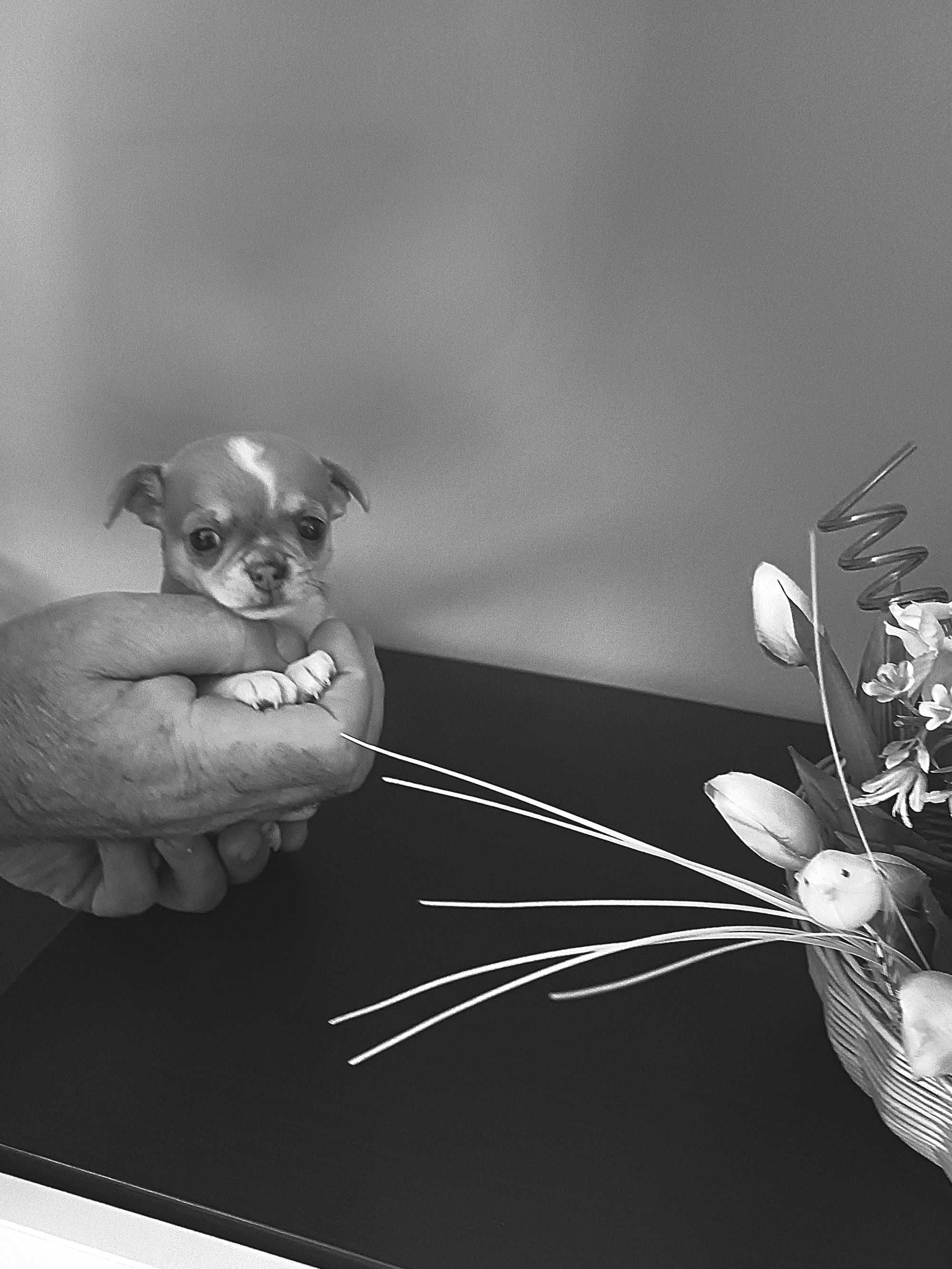 Chihuahua  z Rodowodem Niebieski Krótkowłosy