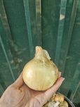 Крупна Цибуля домашня