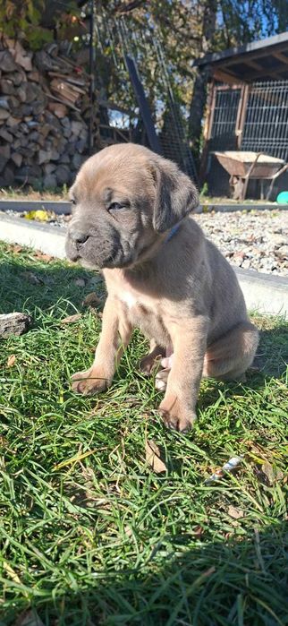 Piesek Cane Corso gotowy do odbioru