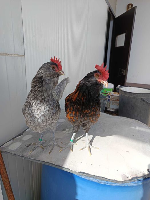 Casais de Barbudas da Thuringia